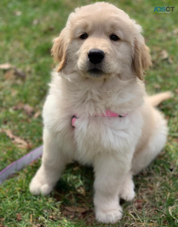 potty trained golden retriever puppies