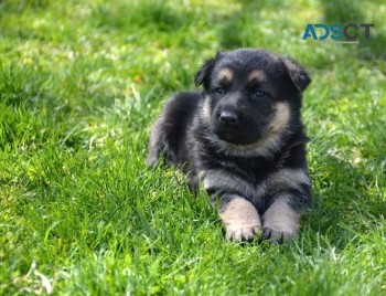 German Shepherd puppies for sale