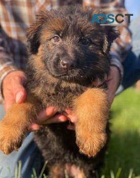 German Shepherd puppies for sale