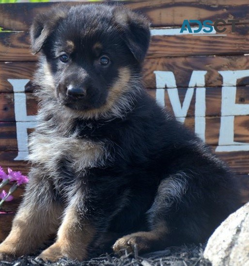 German Shepherd puppies for sale