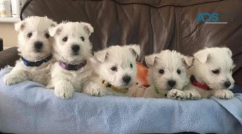 West Highland White Terriers for sale