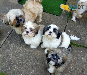 Shih tzu puppies