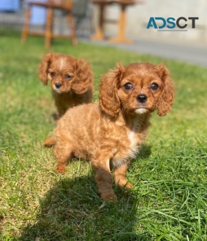 Cavalier King Charles puppies