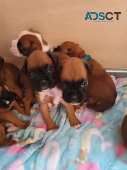 Boxer puppies