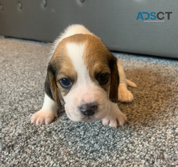 Beagles puppies