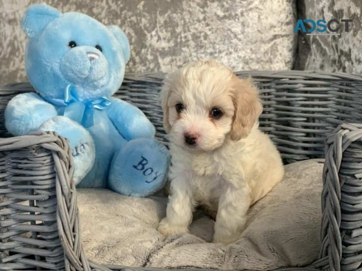 Bichon Frize puppies