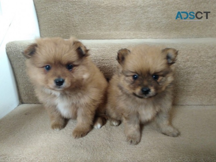 Pomeranians Puppies