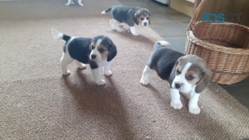 Beagles puppies