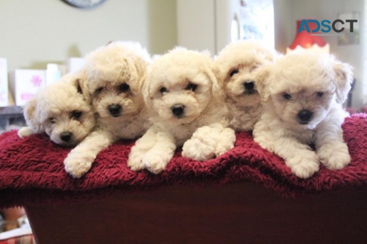 Bichon Frize puppies