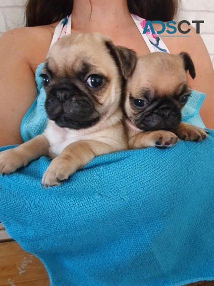 pug puppies