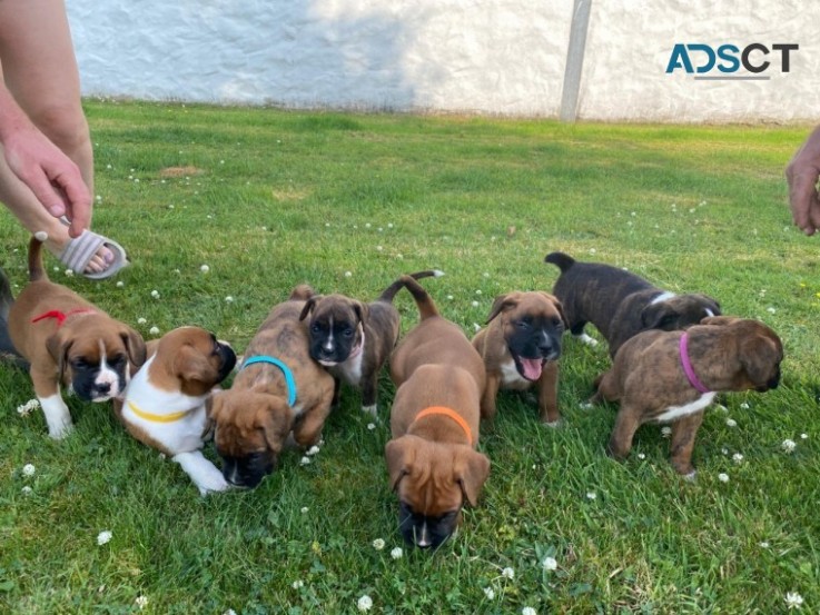 Boxer  puppies 