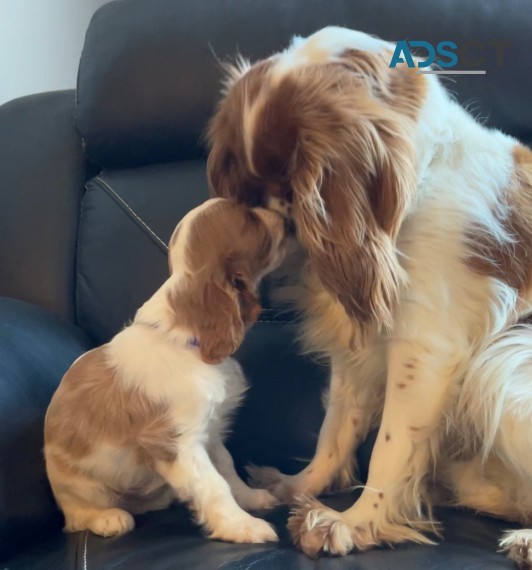 Cavalier King Charles puppies