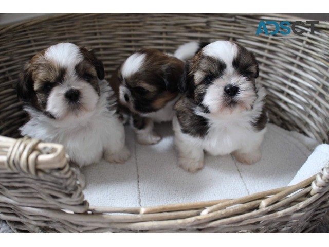 Shih tzu puppies