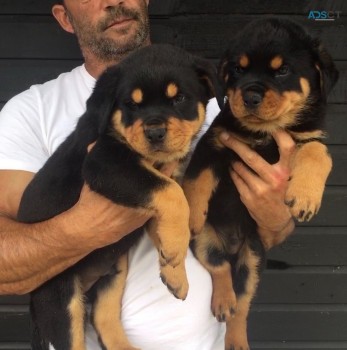 Rottweiler puppies