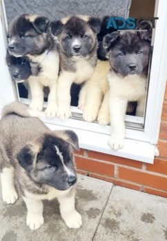 Akita Puppies