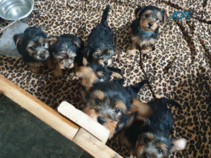 Yorkie Puppies Now Available