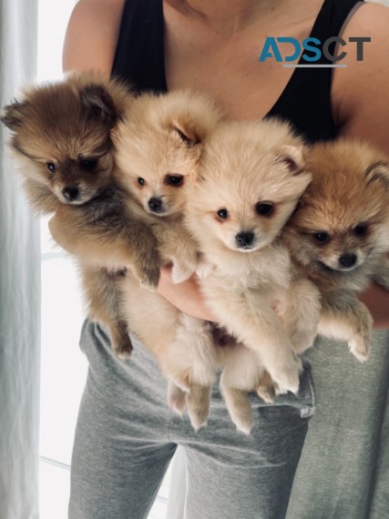 Pomeranians Puppies