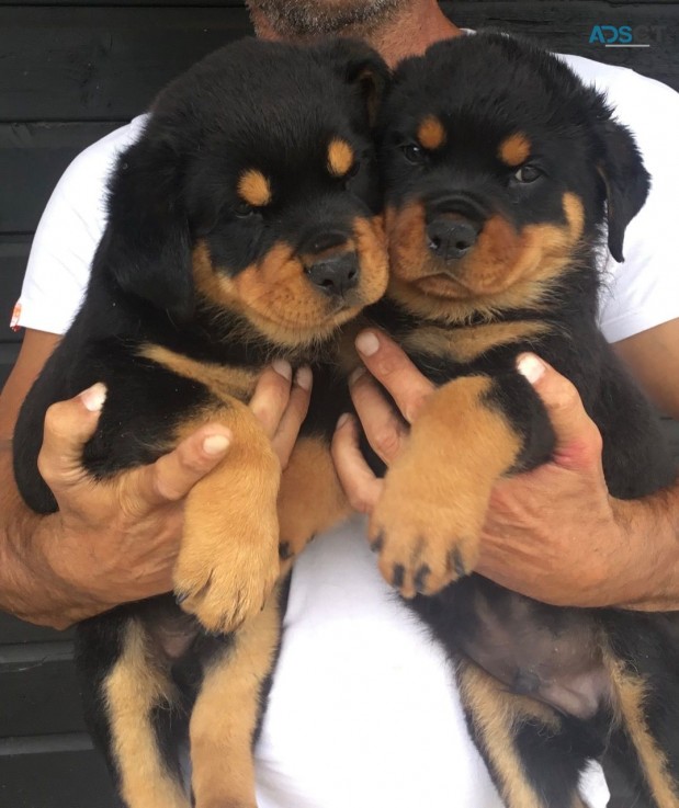   Rottweiler puppies