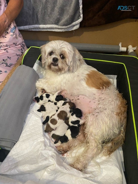   Shih tzu puppies