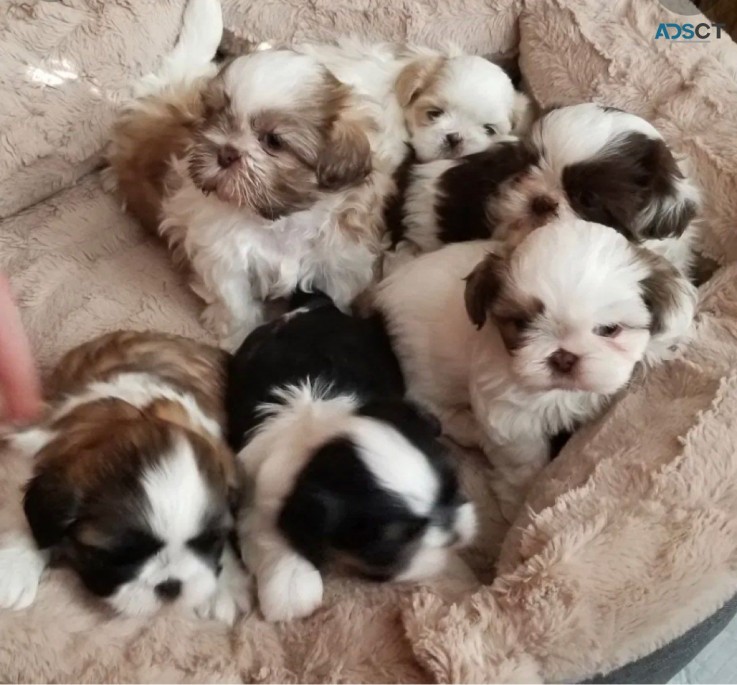   Shih tzu puppies