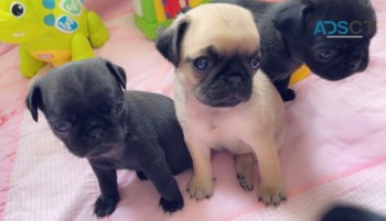 pug puppies