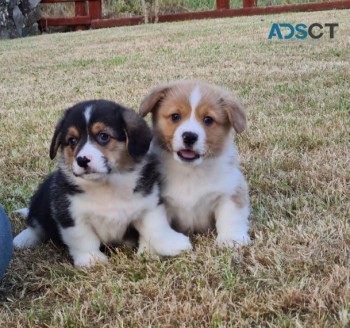 Beautiful Welsh Corgi Pups