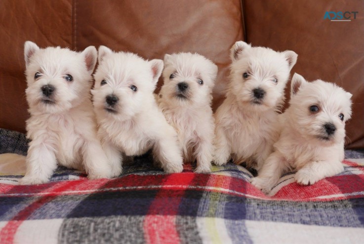 West Highland Terrier Puppies 