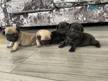 pug puppies