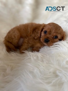 Cavalier King Charles Spaniel 