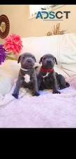 Blue Staffordshire Bull Terriers