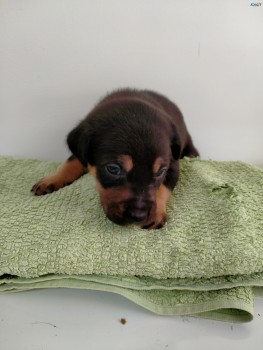 Kelpie puppies