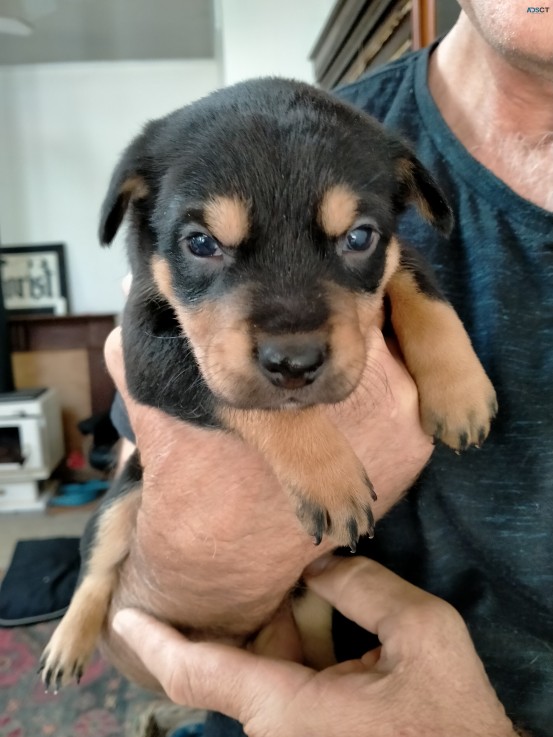 Kelpie puppies