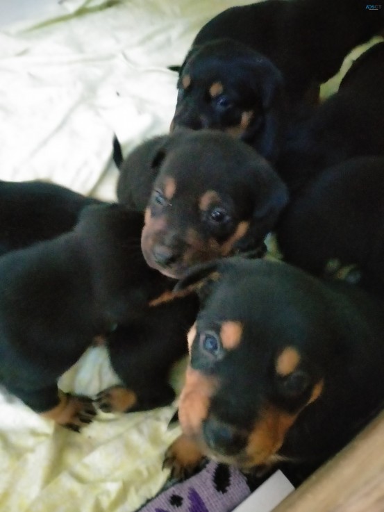 Kelpie puppies