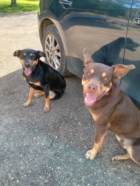 Kelpie puppies