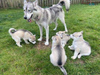 Siberian Husky Puppies