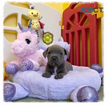 Blue Staffordshire Bull Terrier for sale