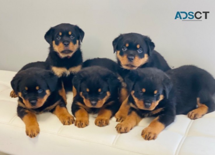  Beautiful Rottweilers Puppies