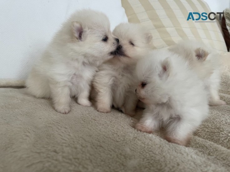 Pomeranians  Puppies