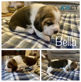 Beagles puppies