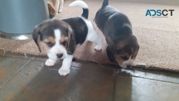 Beagles puppies