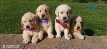 Golden Retriever puppies