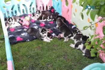 Pomsky  puppies