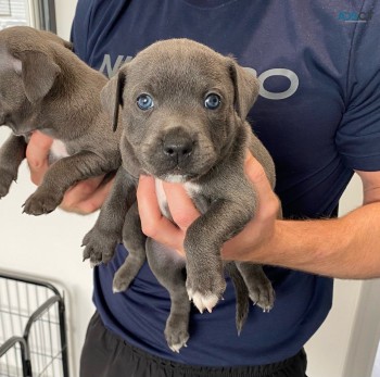 blue Staffordshire bull terriers pups