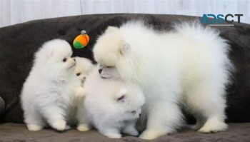 Pomeranian puppies for sale