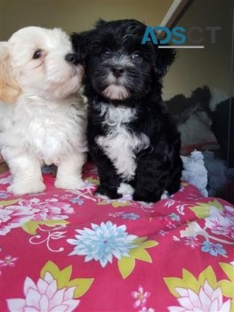 Havanese puppies for sale