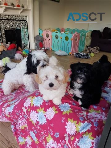 Havanese puppies for sale