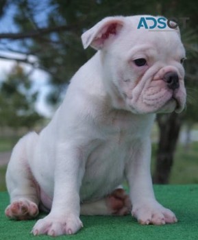 English Bulldog puppies for sale