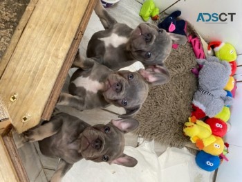 French Bulldog puppies for sale