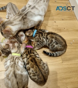 Bengal kittens 