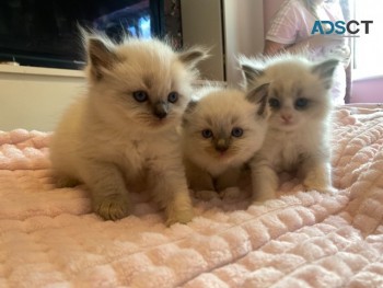 Ragdoll Kittens